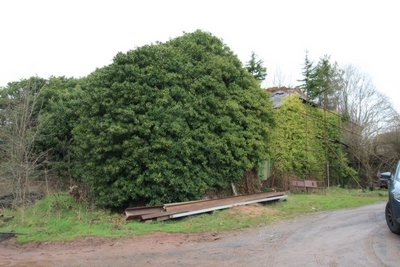 Kyrewood  WR15
